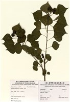 藏品(烏臼)的圖片